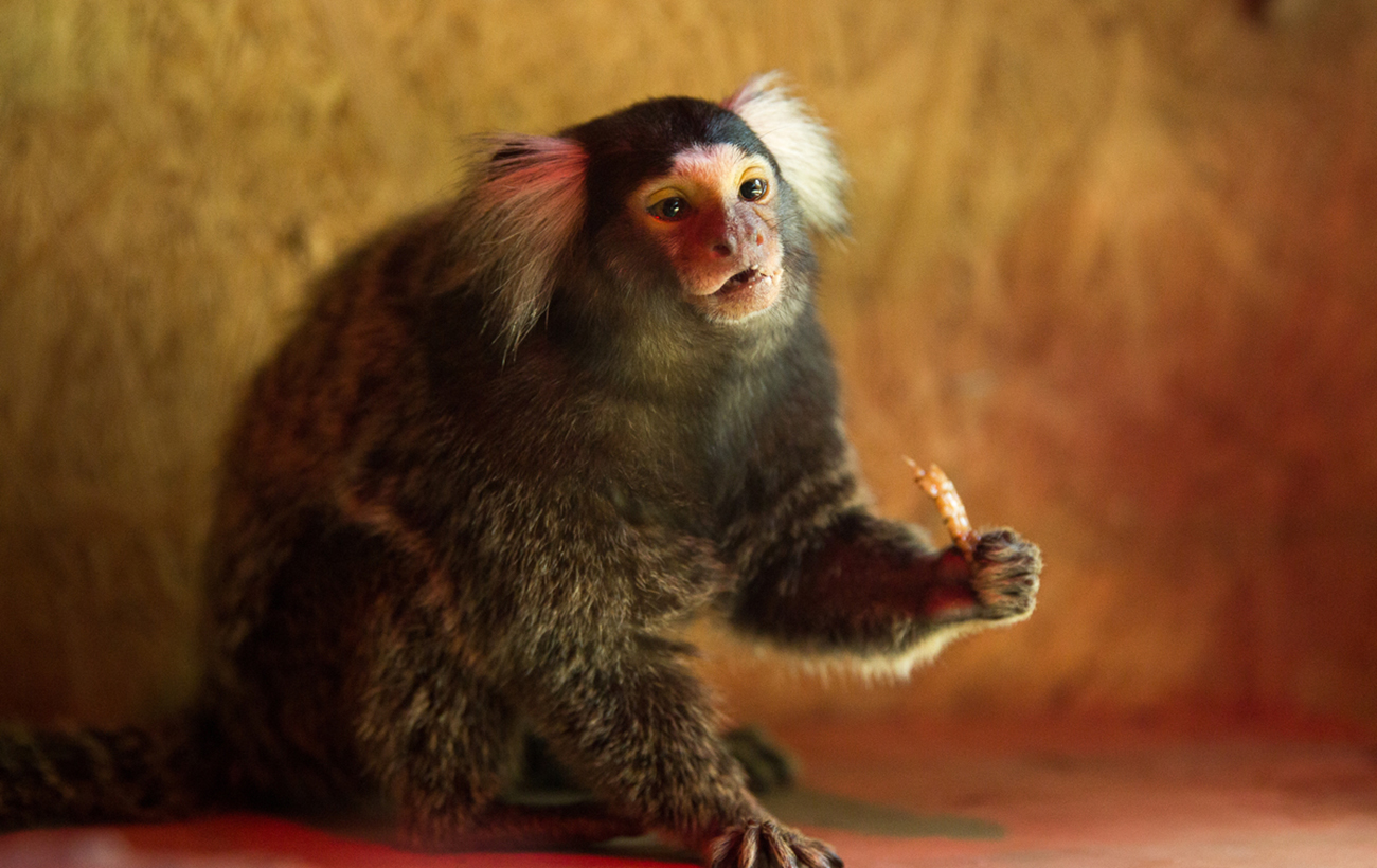 Дивом залишилися живими. Тваринам з екопарку Фельдмана знайшли прихисток у різних куточках України